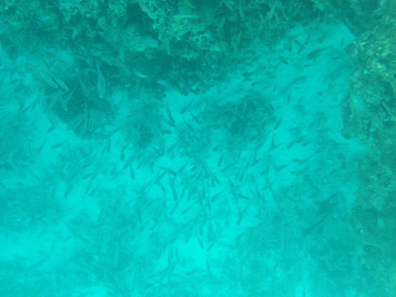The corals at Kadmat Island