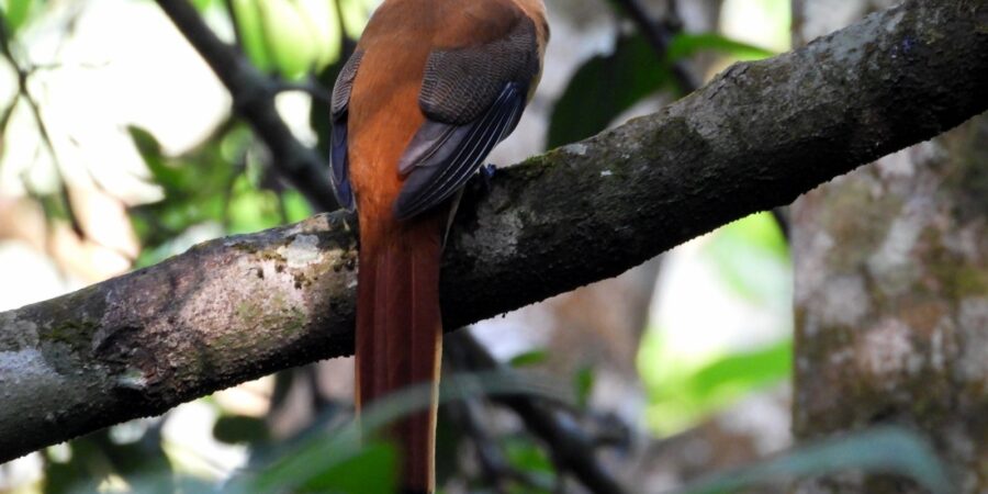 Malabar Trogan Female