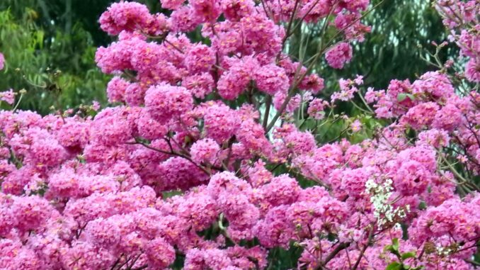 Pink Tabebuia closeup Pink Tabebuia closeup