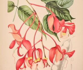 Paper Gardens: Art, Botany, and Empire at MAP Bengaluru